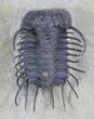 Spiny Koneprusia Trilobite - Foum Zguid, Morocco #25140-4